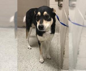 Pyrenees Husky Dogs for adoption in Conroe, TX, USA