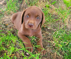 Labrador Retriever Puppy for sale in NOVI, MI, USA