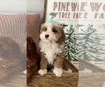 Small Photo #3 Goldendoodle (Miniature) Puppy For Sale in GILBERT, AZ, USA