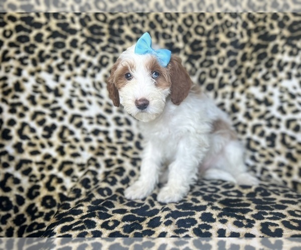 Medium Photo #10 Cavapoo Puppy For Sale in LAKELAND, FL, USA
