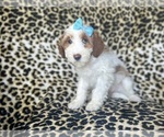 Small #9 Cavapoo