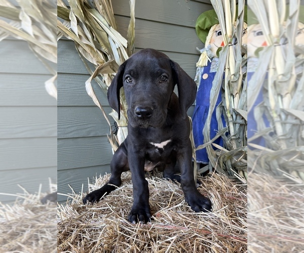 Medium Photo #1 Great Dane Puppy For Sale in ESTACADA, OR, USA