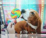 Small #4 Basset Hound