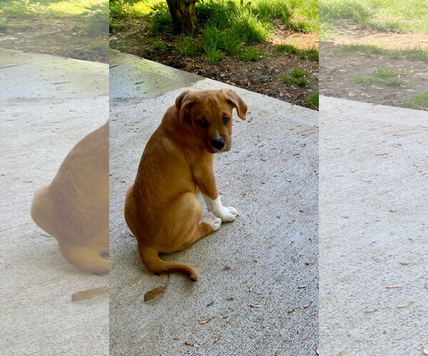 Medium Photo #11 Great Pyrenees-Unknown Mix Puppy For Sale in Germantown, OH, USA