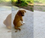 Small #10 Great Pyrenees Mix