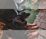 Small #11 German Shepherd Dog