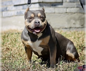 Mother of the American Bully puppies born on 05/08/2022