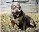 Small Photo #1 American Bully Puppy For Sale in ARLINGTON, TX, USA