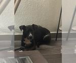 Small Photo #2 Mutt Puppy For Sale in San Antonio, TX, USA