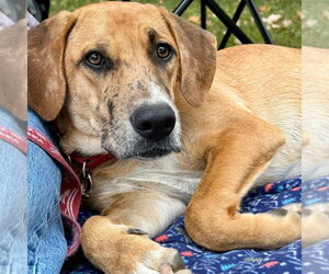 Wishbone - Male Mutt Dog for Adoption - Photo #2