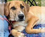 Small Photo #2 Mutt Puppy For Sale in Canton, CT, USA