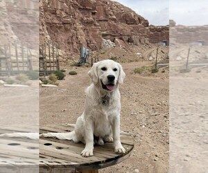 Father of the Golden Retriever puppies born on 05/25/2023