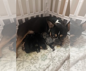 Mother of the French Bulldog puppies born on 05/27/2025