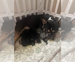 Small Photo #1 French Bulldog Puppy For Sale in SMITHFIELD, NC, USA