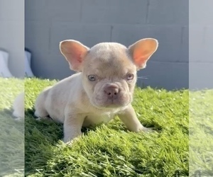 French Bulldog Puppy for Sale in CARLSBAD, California USA