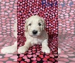 Small Photo #16 Goldendoodle Puppy For Sale in CITRUS HEIGHTS, CA, USA