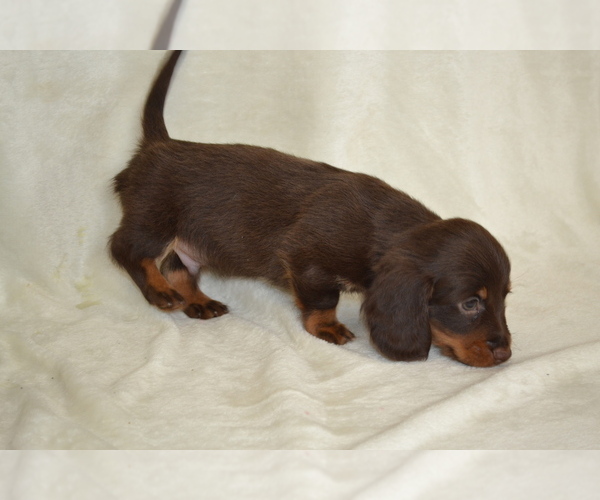 Medium Photo #3 Dachshund Puppy For Sale in GREENWOOD, WI, USA