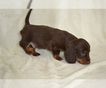 Small #2 Dachshund