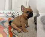 Bruno - Male French Bulldog Puppy for Sale - Photo #3