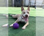 Small #3 American Pit Bull Terrier Mix