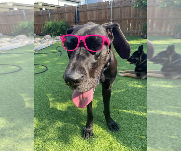 Medium Photo #3 Great Dane Puppy For Sale in Bullard, TX, USA