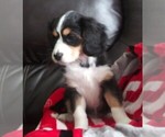Small Photo #2 Australian Shepherd-Cavalier King Charles Spaniel Mix Puppy For Sale in HOWLAND, OH, USA