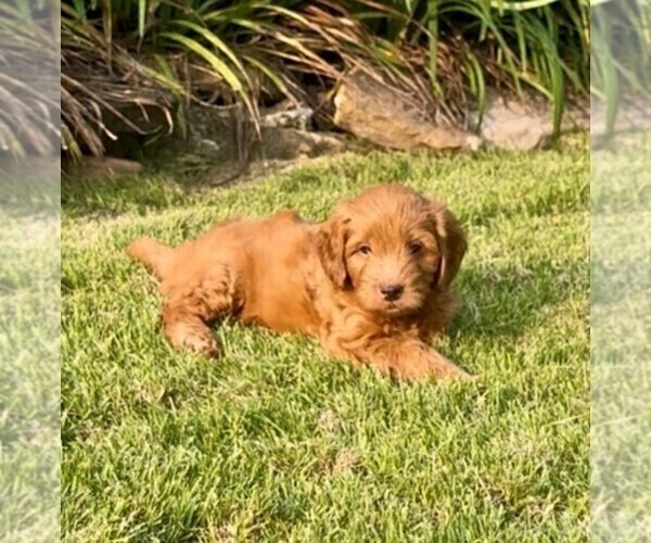 Medium Photo #2 Double Doodle Puppy For Sale in LAGRANGE, GA, USA