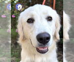 Small Great Pyrenees