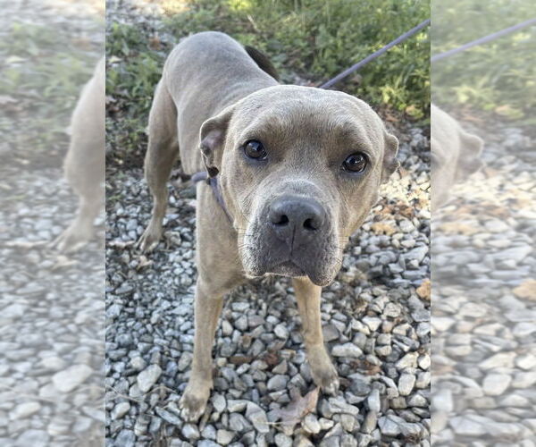 Medium Photo #2 Mutt Puppy For Sale in Boston, MA, USA