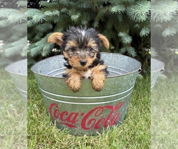 Medium Photo #2 Yorkshire Terrier Puppy For Sale in MIDDLEBURY, IN, USA