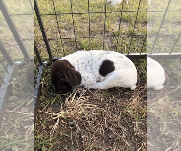 Medium Photo #11 German Shorthaired Pointer Puppy For Sale in CAMDEN, SC, USA