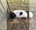 Small #10 German Shorthaired Pointer