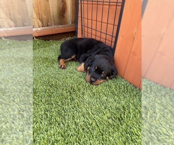 Medium Photo #4 Rottweiler Puppy For Sale in SAN JOSE, CA, USA