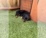 Small #2 Rottweiler