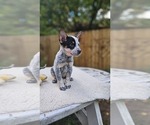 Small Australian Cattle Dog