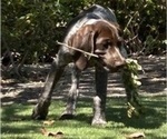 Small Photo #3 German Shorthaired Pointer Puppy For Sale in SAN DIEGO, CA, USA