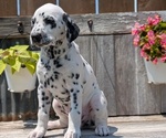 Small Photo #40 Dalmatian Puppy For Sale in GOSHEN, IN, USA