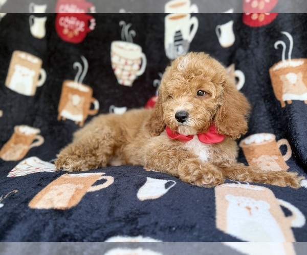 Medium Photo #7 Cock-A-Poo Puppy For Sale in LAKELAND, FL, USA