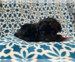 Small Photo #11 Aussiedoodle Miniature  Puppy For Sale in LAKELAND, FL, USA