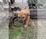 Small Photo #87 Rhodesian Ridgeback Puppy For Sale in MORONGO VALLEY, CA, USA