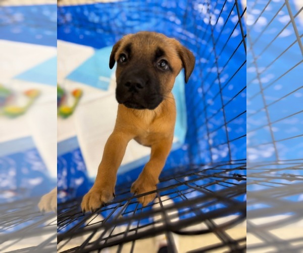 Medium Photo #2 Mutt Puppy For Sale in Holly Springs, NC, USA