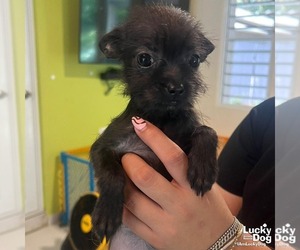 Chihuahua-Unknown Mix Dogs for adoption in Washington, DC, USA