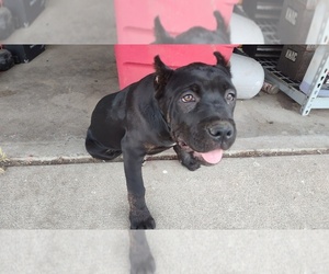 Cane Corso Puppy for sale in SAN BERNARDINO, CA, USA