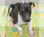 Small Mutt