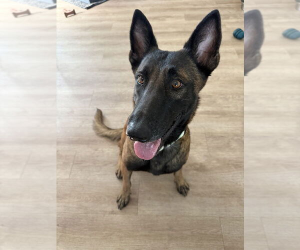 Medium Photo #1 Mutt Puppy For Sale in Imlay City, MI, USA