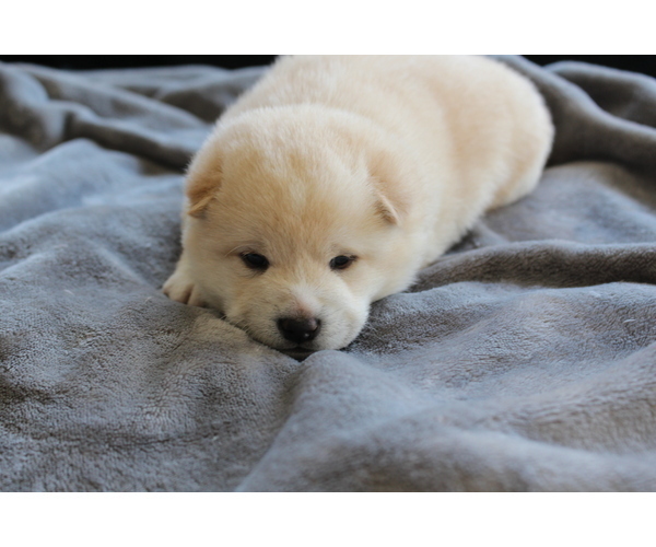 Medium Photo #9 Shiba Inu Puppy For Sale in VIRGINIA BCH, VA, USA