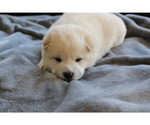Small Photo #9 Shiba Inu Puppy For Sale in VIRGINIA BCH, VA, USA