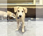 Small #4 Mutt