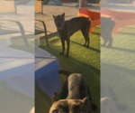 Small #2 Mutt