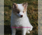 Small Photo #3 Pomsky Puppy For Sale in SEQUIM, WA, USA